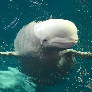 Nov. 2014 - Oceanarium - Beluga