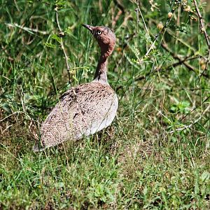 Buff-crested Bustard in Awash NP, 12/10/14
