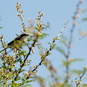 Southern Grey Shrike in Awash NP, 12/10/14