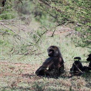 Olive Baboons in Awash NP, 12/10/14