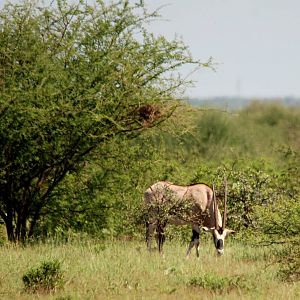 Beisa Oryx in Awash NP, 12/10/14