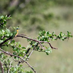 Little Bee-eater in Awash NP, 12/10/14