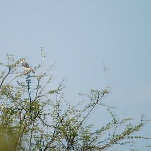 Pygmy Falcon in Awash NP, 12/10/14