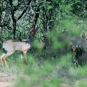 Harar Dik-diks in Awash NP, 12/10/14
