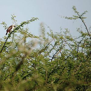 White-headed Buffalo Weaver in Awash NP, 12/10/14