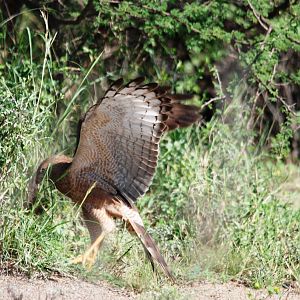 Juvenile Dark Chanting Goshawk Hunting Prey in Awash NP, 12/10/14