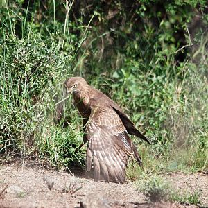 Juvenile Dark Chanting Goshawk Mantling Prey in Awash NP, 12/10/14