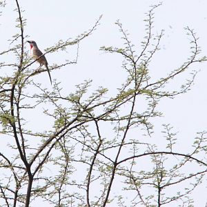 Rosy-patched Bush-shrike in Awash NP, 12/10/14