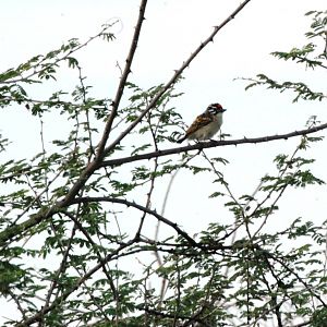 Red-fronted Tinkerbird in Awash NP, 12/10/14