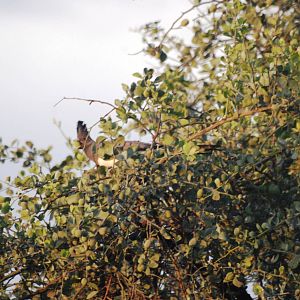 White-bellied Go-away-bird in Awash NP, 11/10/14