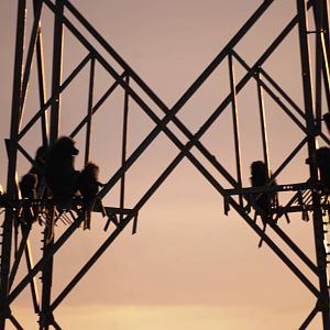 An Evening Pylon of Olive Baboons in Awash NP, 11/10/14