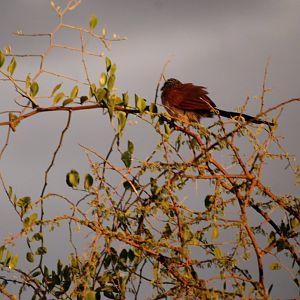 White-browed Coucal in Awash NP, 11/10/14