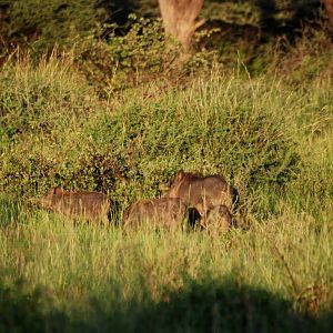 Common Warthogs in Awash NP, 11/10/14