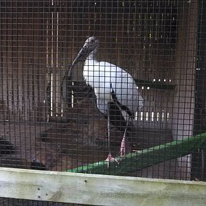 Wood Stork