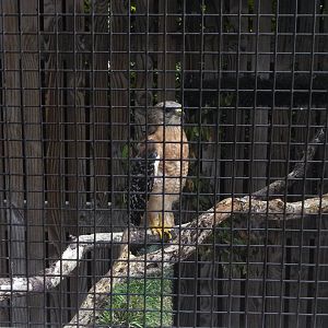 Red-Shouldered Hawk