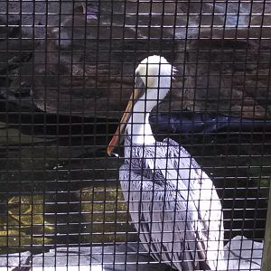 Eastern Brown Pelican