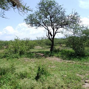 Baboon Habitat - Awash NP, 12/10/14