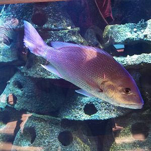 Northern Red Snapper