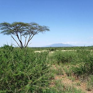 Oryx Habitat - Awash NP, 12/10/14