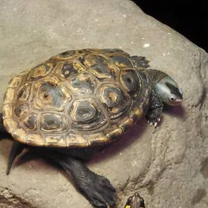 Florida Diamondback Terrapin & Peninsula Cooter