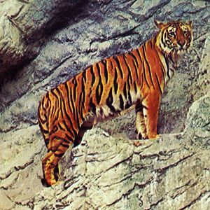 Tiger up in the artificial cliff