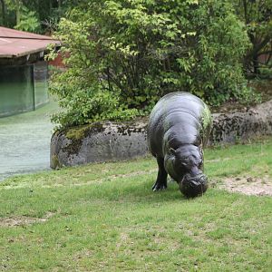 Pygmy hippo
