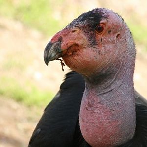 California Condor