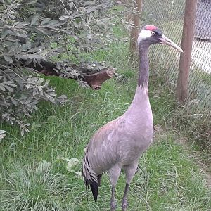 European crane
