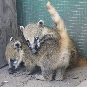 Coatis