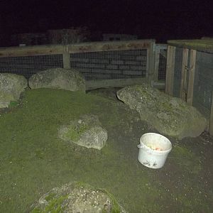 Where did the Guinea Pig go? 6th December 2014