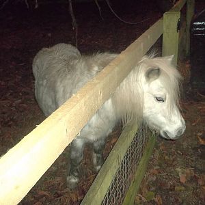 Rosie, 6th December 2014