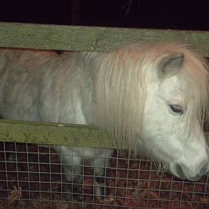 Rosie, 6th December 2014