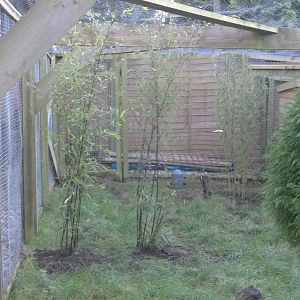 New bamboo in Golden Pheasant aviary, 12th December 2014