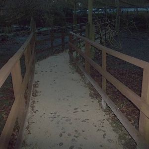 Pathway renewal in walk-through aviary completed, 13th December 2014