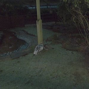 New turf in walk-through aviary, 13th December 2014