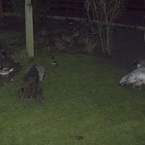 New turf in walk-through aviary, 14th December 2014