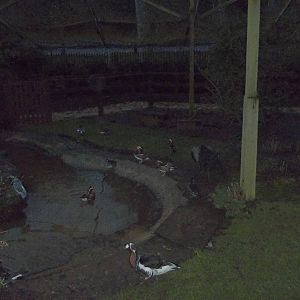 New turf in walk-through aviary, 14th December 2014