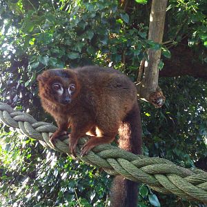 Red-bellied lemur