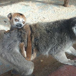 Female crowned lemur & 6 wk old baby