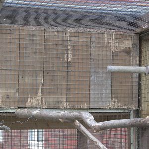 Chewed additional indoor area in aviary for African parrots taken out of co