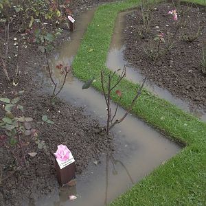 Evidence of soggy weather, 16th October 2014
