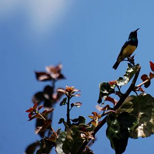 Variable Sunbird at Bishoftu, 11/10/14