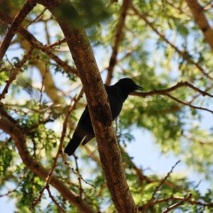 Greater Blue-eared Starling at Bishoftu, 11/10/14