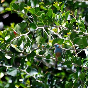Red-cheeked Cordon Bleu at Bishoftu, 11/10/14