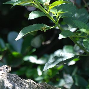 Unidentified Lizard at Bishoftu, 11/10/14
