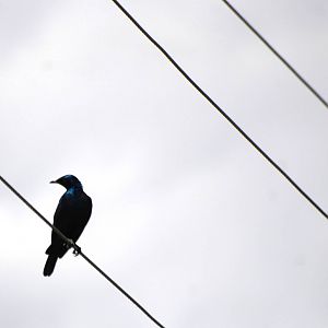 Greater Blue-eared Starling at Bishoftu, 11/10/14