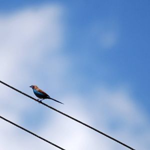 Red-cheeked Cordon Bleu at Bishoftu, 11/10/14