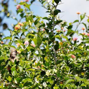 Speckled Mousebird at Bishoftu, 11/10/14