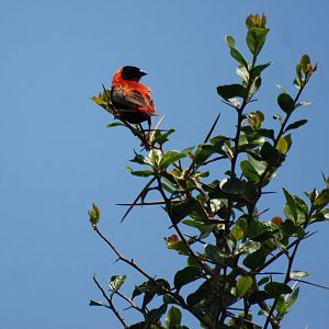 Northern Red Bishop at Bishoftu, 11/10/14