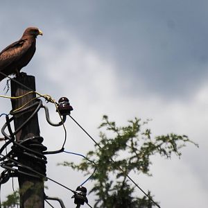 Yellow-billed Kite at Bishoftu, 11/10/14